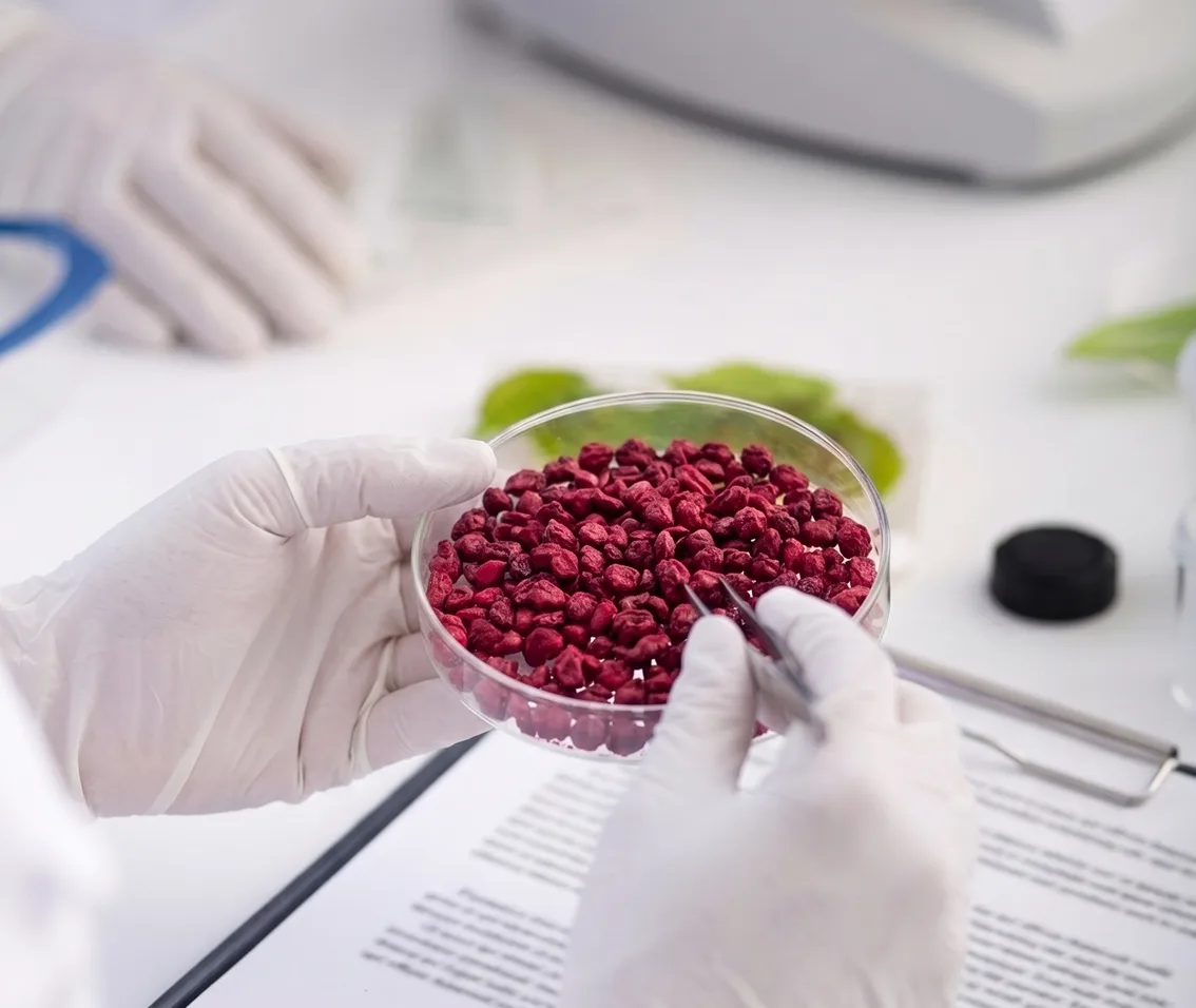Analista de laboratório examina sementes vermelhas desidratadas em placa de Petri para controle de qualidade do corante natural